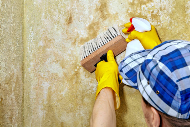 Best Water Damage & Mold Remediation  in USA
